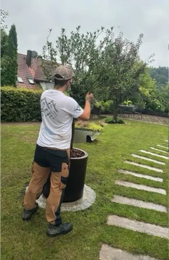 Baumpflege und Heckenschnitt im Garten